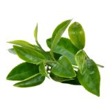 Green Tea Extract